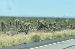 Cylindropuntia fulgida (US-60 W, Superior, AZ, US) - Photo credit: Sue Ann Kendall