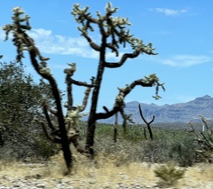 Cylindropuntia fulgida (US-60 W, Superior, AZ, US) - Photo credit: Sue Ann Kendall