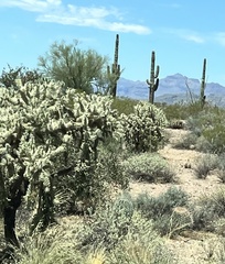 Cylindropuntia fulgida (US-60 W, Superior, AZ, US) - Photo credit: Sue Ann Kendall