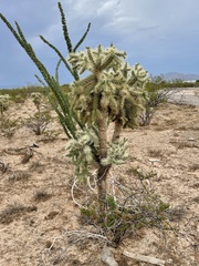 Cylindropuntia fulgida (E Old Vail Rd, Tucson, AZ, US) - Photo credit: CK Kelly