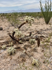 Cylindropuntia fulgida (E Old Vail Rd, Tucson, AZ, US) - Photo credit: CK Kelly