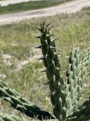 Cylindropuntia imbricata (Frisco St, Menard, TX, US) - Photo credit: CK Kelly