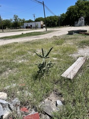 Cylindropuntia imbricata (Frisco St, Menard, TX, US) - Photo credit: CK Kelly