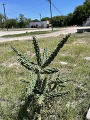 Cylindropuntia imbricata (Frisco St, Menard, TX, US) - Photo credit: CK Kelly