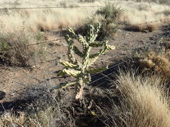 Cylindropuntia imbricata (Xhariep, South Africa) - Photo credit: Mahomed Desai