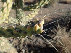 Cylindropuntia imbricata (Xhariep, South Africa) - Photo credit: Mahomed Desai
