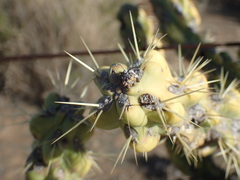 Cylindropuntia imbricata (Xhariep, South Africa) - Photo credit: Mahomed Desai