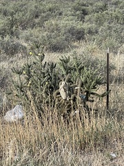 Cylindropuntia imbricata (N Interstate 25, Pueblo, CO, US) - Photo credit: CK Kelly