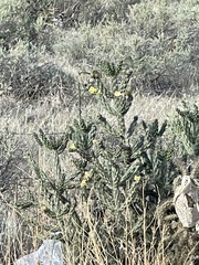 Cylindropuntia imbricata (N Interstate 25, Pueblo, CO, US) - Photo credit: CK Kelly