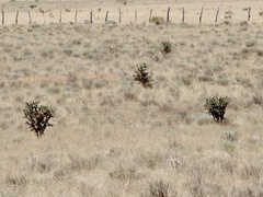 Cylindropuntia imbricata (Estancia, NM, US) - Photo credit: CK Kelly