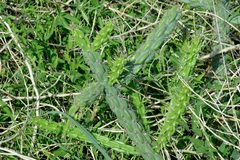 Cylindropuntia imbricata (Jeff Davis County, TX, USA) - Photo credit: Michelle