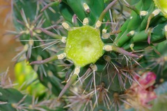 Cylindropuntia imbricata (Texas, US) - Photo credit: Michelle