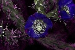 Cylindropuntia imbricata (Texas, US) - Photo credit: Michelle