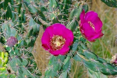 Cylindropuntia imbricata (Texas, US) - Photo credit: Michelle