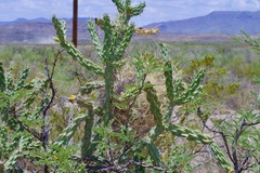 Cylindropuntia imbricata - Photo credit: Michelle