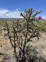 Cylindropuntia imbricata (NM-419, Las Vegas, NM, US) - Photo credit: Dee Shea Himes