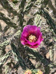 Cylindropuntia imbricata (NM-419, Las Vegas, NM, US) - Photo credit: Dee Shea Himes