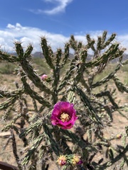 Cylindropuntia imbricata (NM-419, Las Vegas, NM, US) - Photo credit: Dee Shea Himes