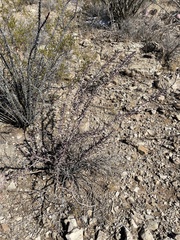 Cylindropuntia leptocaulis (Alamogordo, NM, US) - Photo credit: CK Kelly