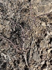 Cylindropuntia leptocaulis (Dog Canyon Rd, Alamogordo, NM, US) - Photo credit: CK Kelly