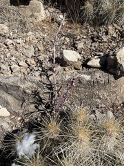 Cylindropuntia leptocaulis (Dog Canyon Rd, Alamogordo, NM, US) - Photo credit: CK Kelly