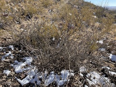 Cylindropuntia leptocaulis (Dog Canyon Rd, Alamogordo, NM, US) - Photo credit: CK Kelly