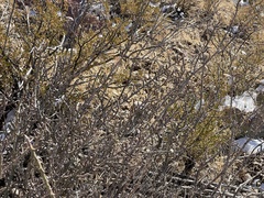 Cylindropuntia leptocaulis (Dog Canyon Rd, Alamogordo, NM, US) - Photo credit: CK Kelly