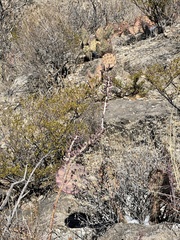 Cylindropuntia leptocaulis (Dog Canyon Rd, Alamogordo, NM, US) - Photo credit: CK Kelly