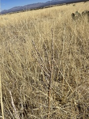 Cylindropuntia leptocaulis (Benson, AZ, US) - Photo credit: CK Kelly