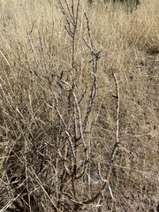 Cylindropuntia leptocaulis (Benson, AZ, US) - Photo credit: CK Kelly