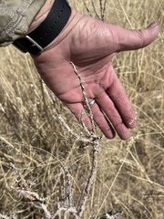 Cylindropuntia leptocaulis (Benson, AZ, US) - Photo credit: CK Kelly