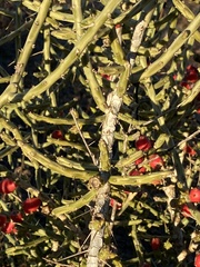 Cylindropuntia leptocaulis (Meadowview Dr, Lytle, TX, US) - Photo credit: Gary Rogers