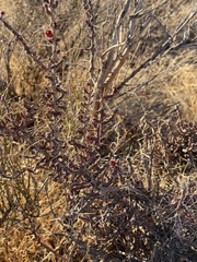 Cylindropuntia leptocaulis (Dripping Springs Rd, Las Cruces, NM, US) - Photo credit: CK Kelly