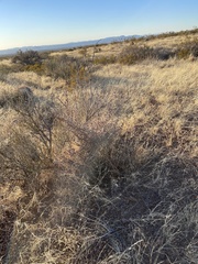 Cylindropuntia leptocaulis (Dripping Springs Rd, Las Cruces, NM, US) - Photo credit: CK Kelly