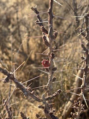 Cylindropuntia leptocaulis (Dripping Springs Rd, Las Cruces, NM, US) - Photo credit: CK Kelly