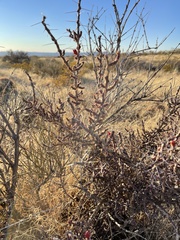Cylindropuntia leptocaulis (Dripping Springs Rd, Las Cruces, NM, US) - Photo credit: CK Kelly