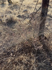 Cylindropuntia leptocaulis (Las Cruces, NM, US) - Photo credit: CK Kelly