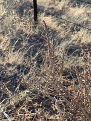 Cylindropuntia leptocaulis (Las Cruces, NM, US) - Photo credit: CK Kelly