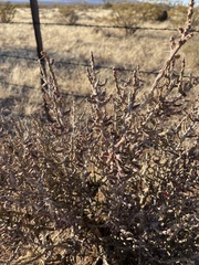 Cylindropuntia leptocaulis (Las Cruces, NM, US) - Photo credit: CK Kelly