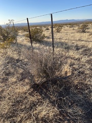 Cylindropuntia leptocaulis (Las Cruces, NM, US) - Photo credit: CK Kelly