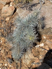 Cylindropuntia rosea (R407, Prince Albert, WC, ZA) - Photo credit: Dave U
