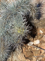 Cylindropuntia rosea (R407, Prince Albert, WC, ZA) - Photo credit: Dave U
