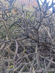 Cylindropuntia versicolor (Tucson, AZ 85750, USA) - Photo credit: Alina Martin