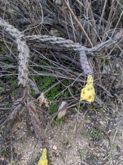 Cylindropuntia versicolor (Tucson, AZ 85750, USA) - Photo credit: Alina Martin