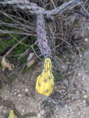Cylindropuntia versicolor (Tucson, AZ 85750, USA) - Photo credit: Alina Martin