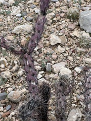 Cylindropuntia versicolor (Marana, AZ, US) - Photo credit: CK Kelly