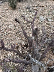 Cylindropuntia versicolor (Marana, AZ, US) - Photo credit: CK Kelly