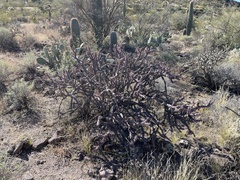 Cylindropuntia versicolor (Saguaro National Park - Tucson Mountain District (West), Tucson, AZ, US) - Photo credit: CK Kelly