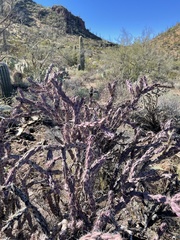 Cylindropuntia versicolor (Saguaro National Park - Tucson Mountain District (West), Tucson, AZ, US) - Photo credit: CK Kelly