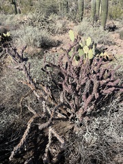 Cylindropuntia versicolor (Saguaro National Park - Tucson Mountain District (West), Tucson, AZ, US) - Photo credit: CK Kelly
